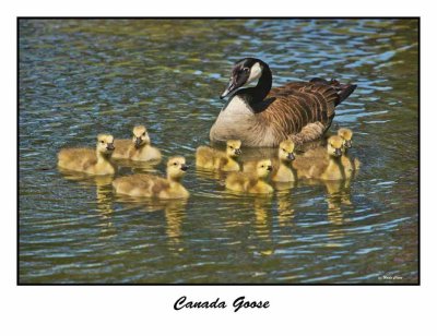 Canada Goose