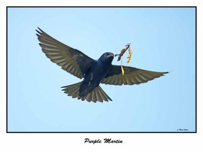 Purple Martin