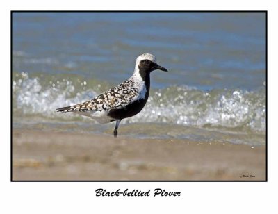 Black-bellied Plover