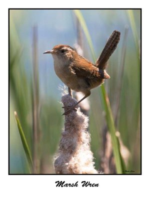 Marsh Wren