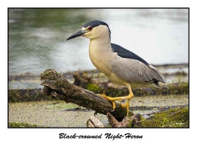 Black-crowned Night-Heron