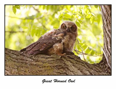 Great Horned Owl