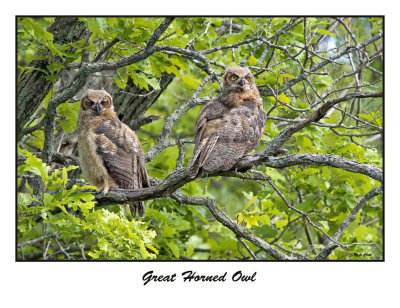 Great Horned Owl