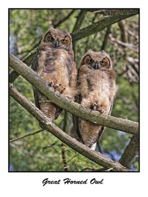 Great Horned Owl