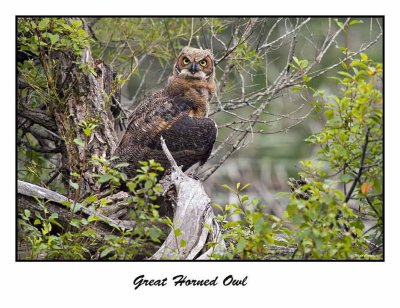 Great Horned Owl