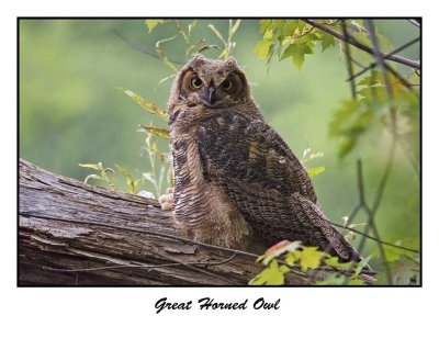 Great Horned Owl