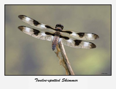 Twelve-spotted Skimmer