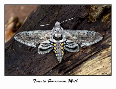 Tomato Hornworm Moth