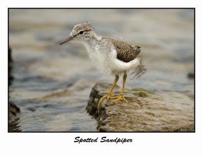 Spotted Sandpiper