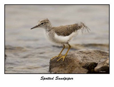 Spotted Sandpiper