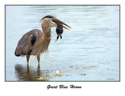 Great Blue Heron