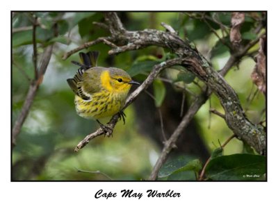 Cape May Warbler