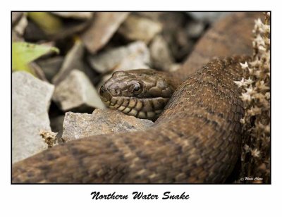 Northern Water Snake