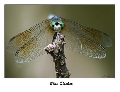 Blue Dasher