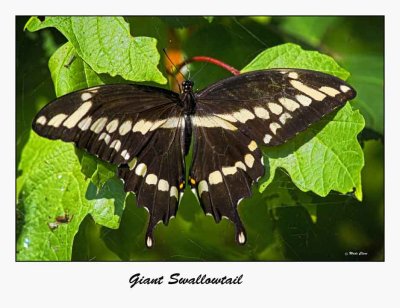 Giant Swallowtail