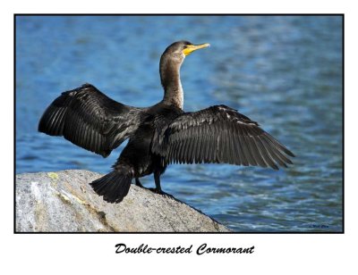 Double-crested Cormorant