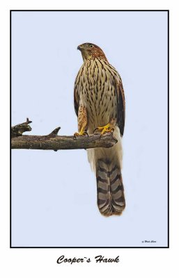 Cooper`s Hawk