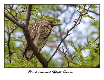 Black-crowned Night-Heron