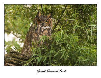 Great Horned Owl