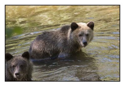 Grizzly Bear Cubs