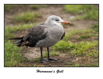 Heermann`s Gull