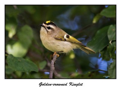 Golden-crowned Kinglet