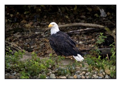 Bald Eagle