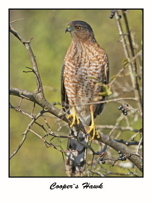 Cooper`s Hawk