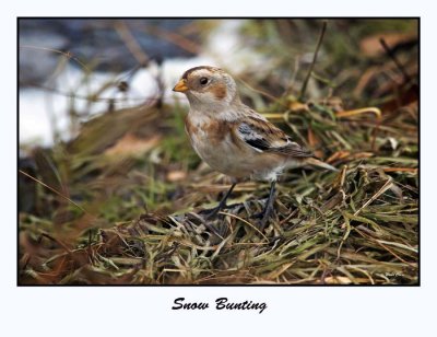 Snow Bunting