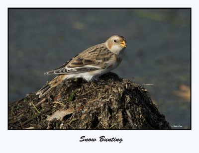 Snow Bunting