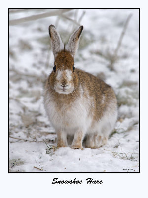 Snowshoe Hare