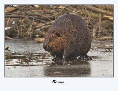 Beaver