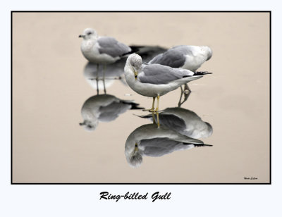 Ring-billed Gull