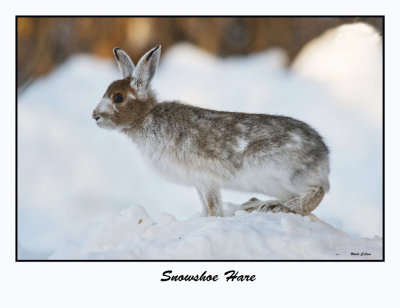 Snowshoe Hare