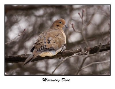 Mourning Dove