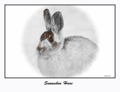 Snowshoe Hare