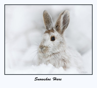 Snowshoe Hare