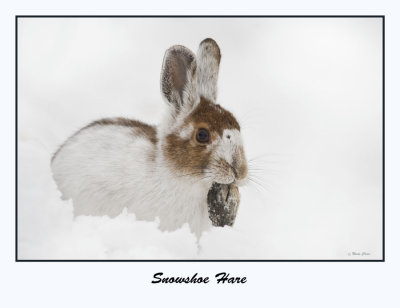 Snowshoe Hare