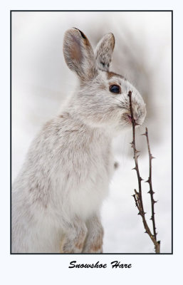 Snowshoe Hare