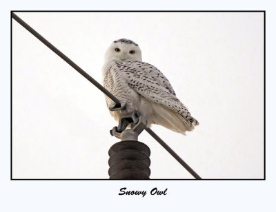 Snowy Owl