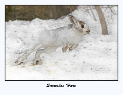 Snowshoe Hare