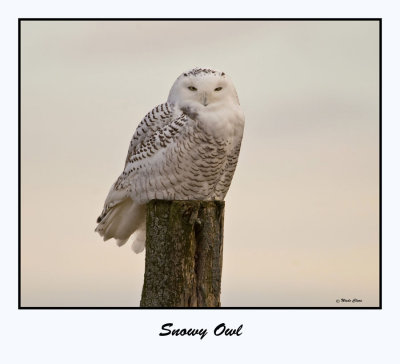 Snowy Owl