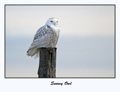 Snowy Owl