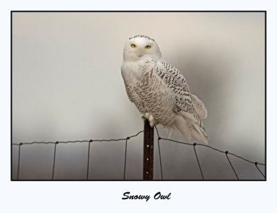 Snowy Owl