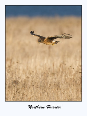 Northern Harrier