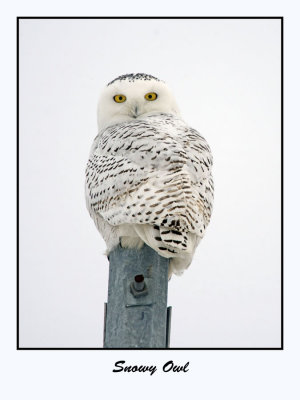 Snowy Owl