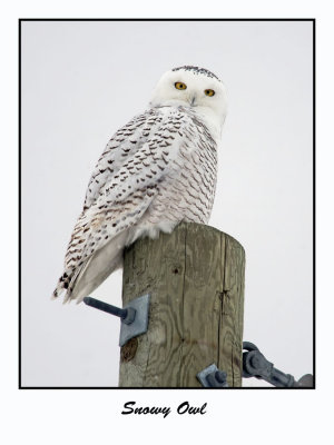 Snowy Owl