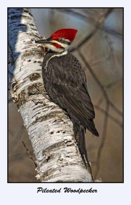 Pileated Woodpecker