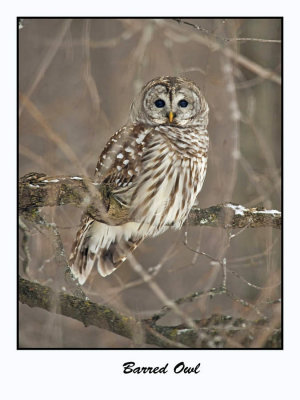 Barred Owl