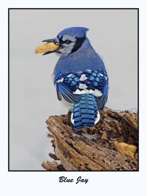 Blue Jay